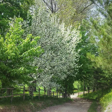 Πανσιόν Torre Camigliati Dimora Storica 3*